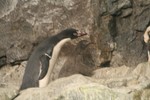 penguin2.jpg