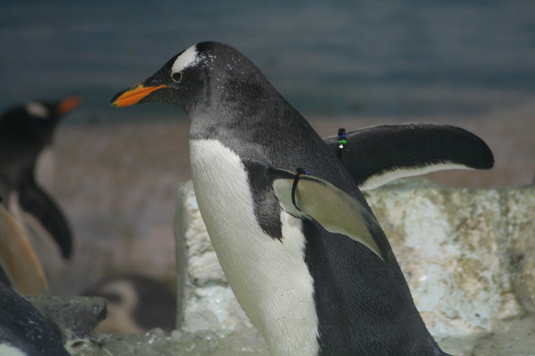 無限な日常 名古屋港水族館のペンギンたち