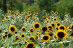 sunflower01.jpg