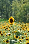 sunflower02.jpg